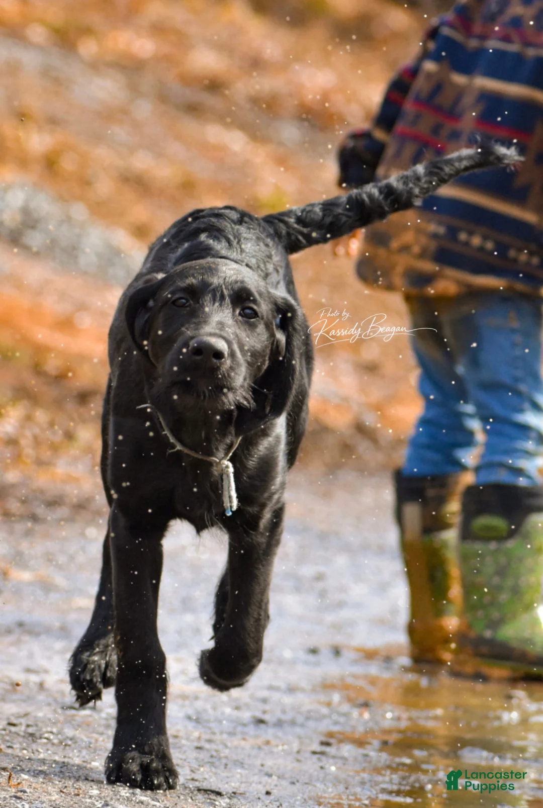 Labradoodle dogs for sale: Olly - Ad 2