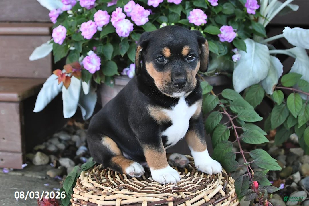 Mixed Breed dogs for sale: Chief - Ad 3