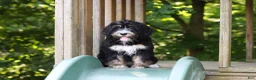 Mini Bernedoodle dogs for sale: Phoebe - Ad 14