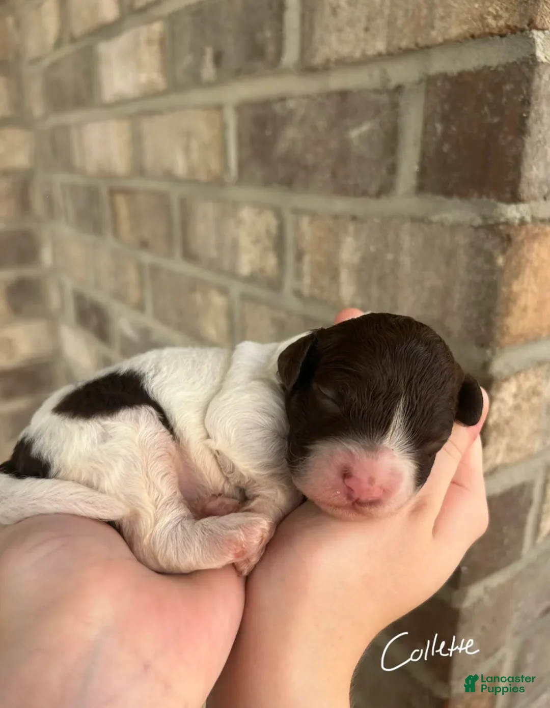 Lagotto Romagnolo dogs for sale: Collette - Ad 4