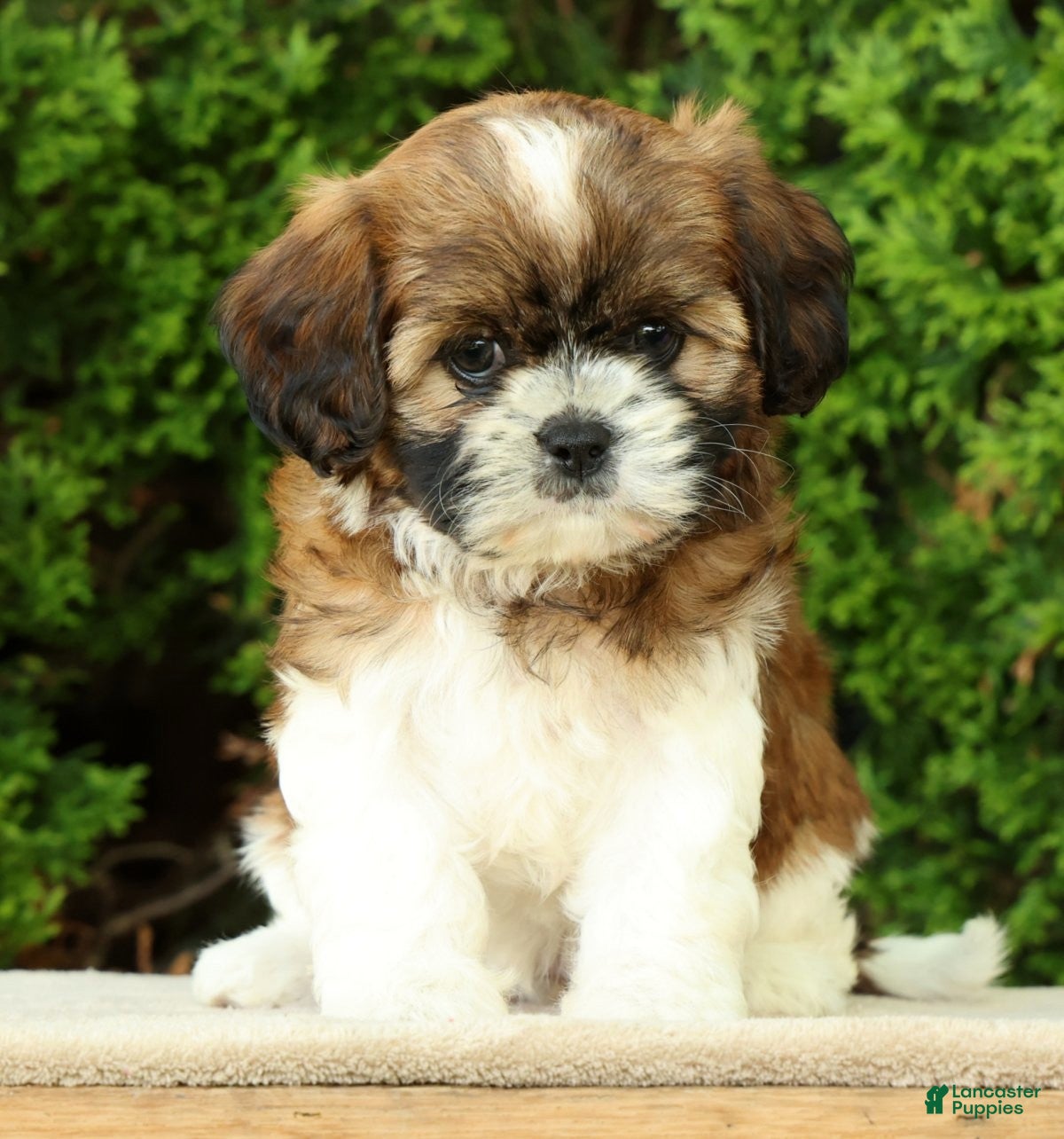 Mixed Breed dogs for sale: Winnie - Ad 3