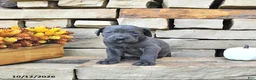 Cane Corso dogs for sale: Vita - Ad 5