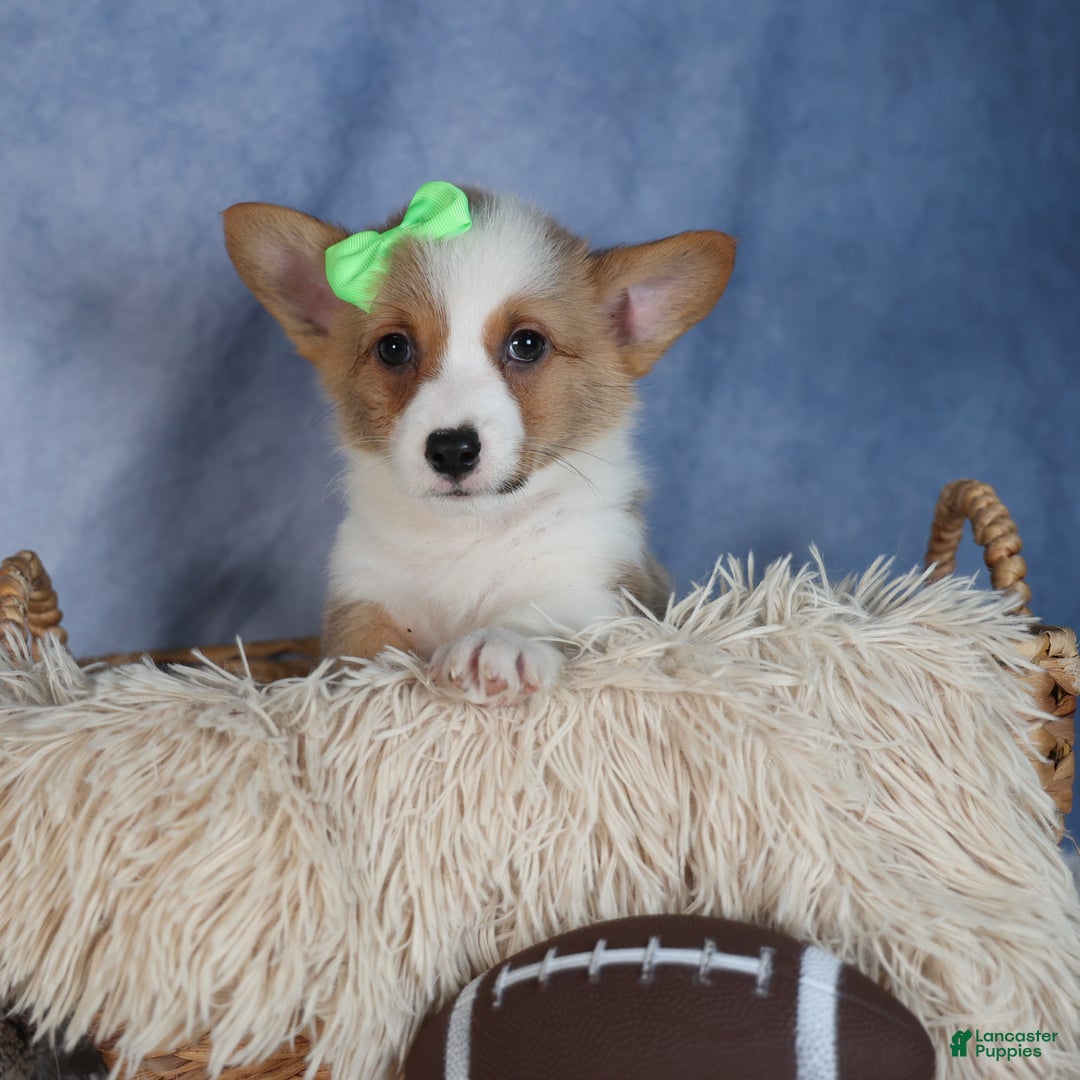 Welsh Corgi Pembroke dogs for sale: Dalton - Ad 6