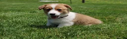 Welsh Corgi Pembroke dogs for sale: Shophie  - Ad 5