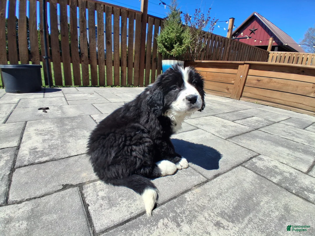 Mixed Breed dogs for sale: Sky - Ad 1