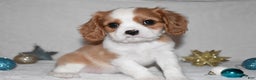 Cavalier King Charles Spaniel dogs for sale: Myles - Ad 11