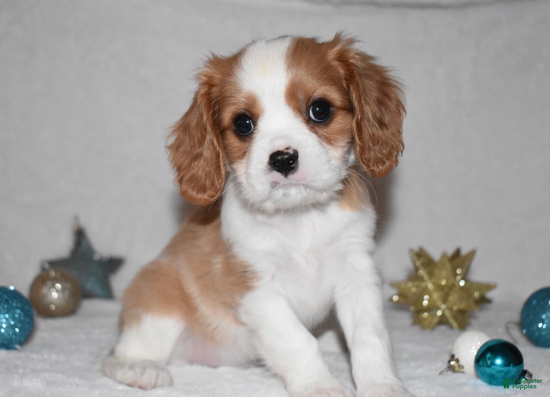 Cavalier King Charles Spaniel dogs for sale: Myles - Ad 11