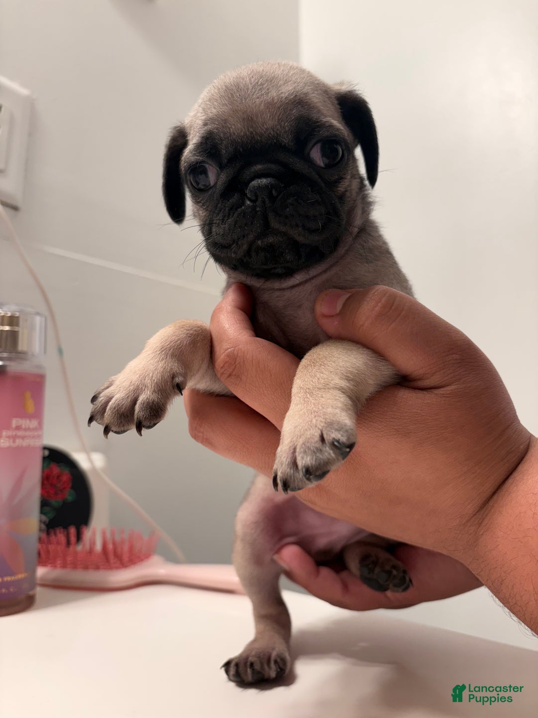 Pug dogs for sale: Pug Puppy 3 - Ad 1