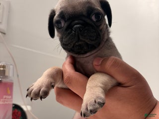 Pug dogs Pug Puppy 3 - Ad 4