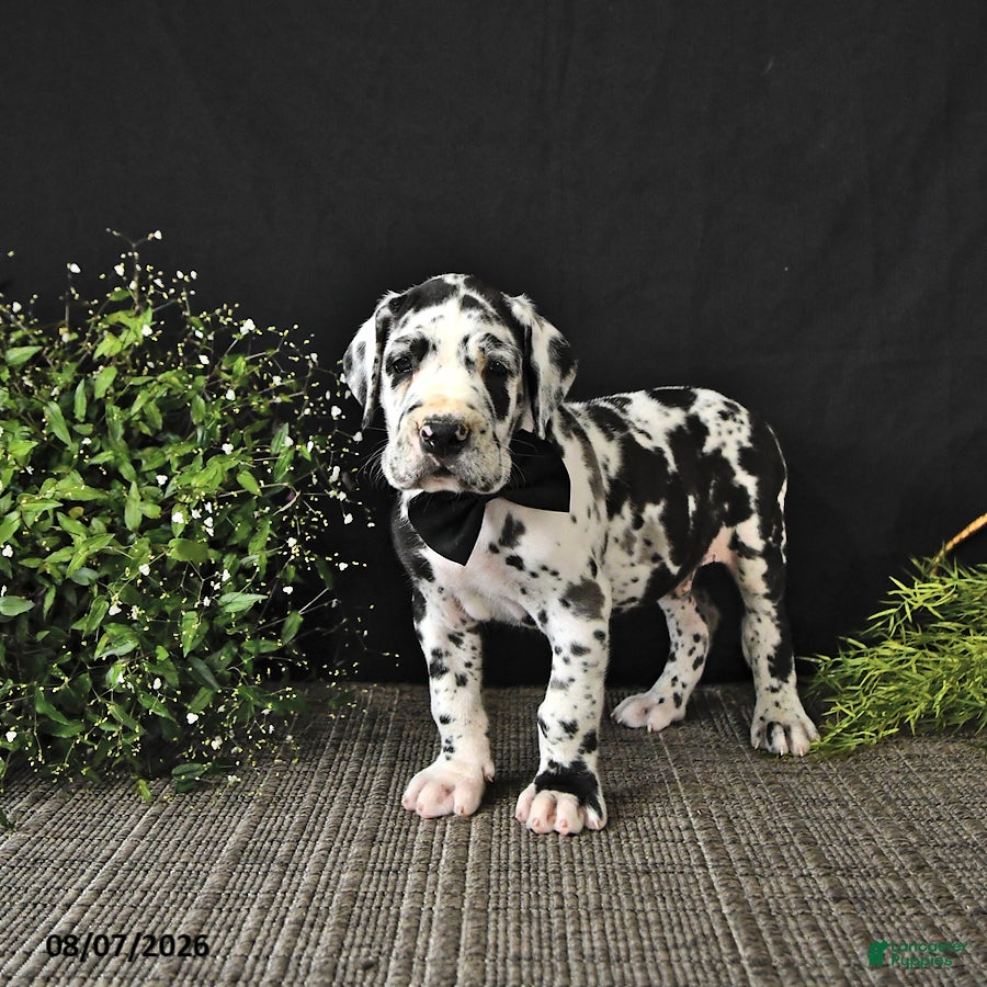 Great Dane dogs Easton - Ad 2