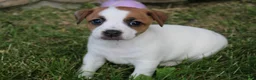 Jack Russell Terrier dogs for sale: Daisy - Ad 3