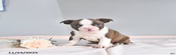Boston Terrier dogs for sale: Archie - Ad 5