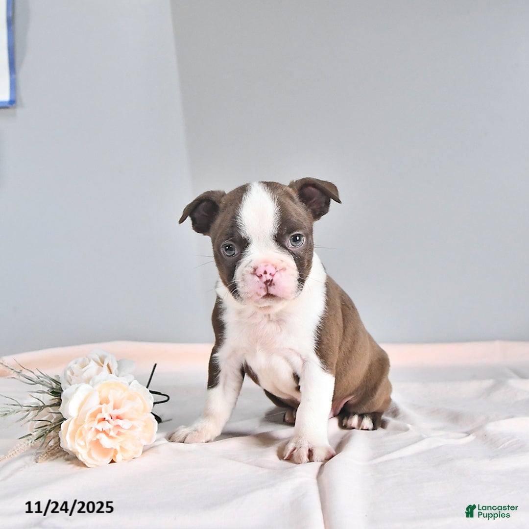 Boston Terrier dogs for sale: Archie - Ad 5