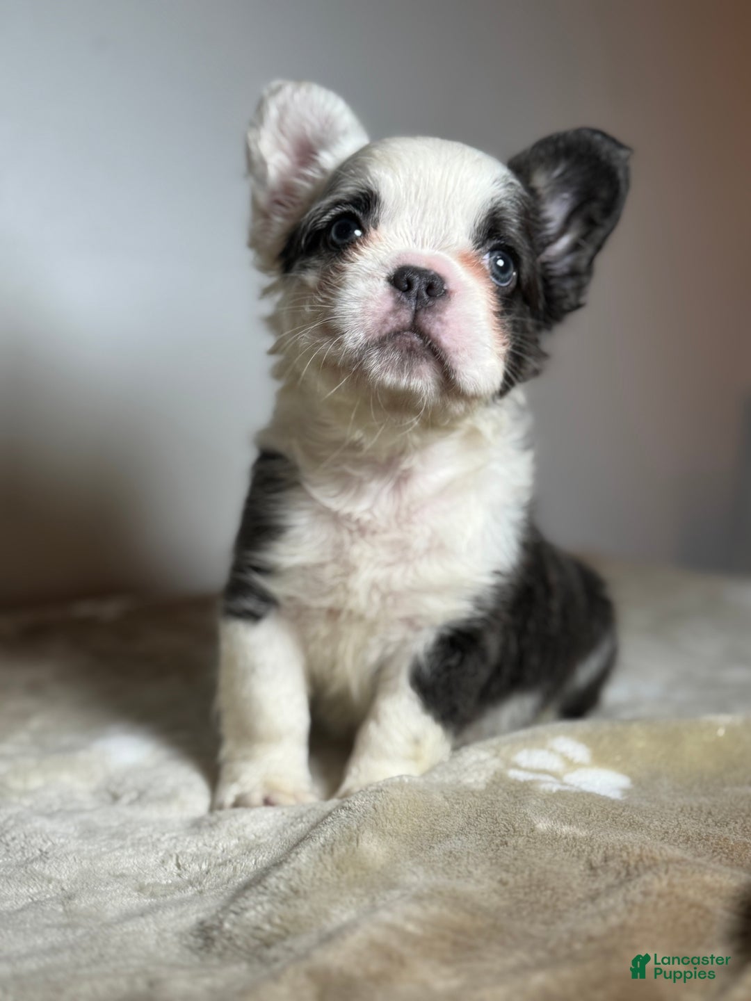French Bulldog dogs for sale: Mcgregor  - Ad 2