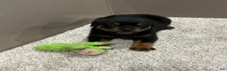 Rottweiler dogs for sale: Amber - Ad 6