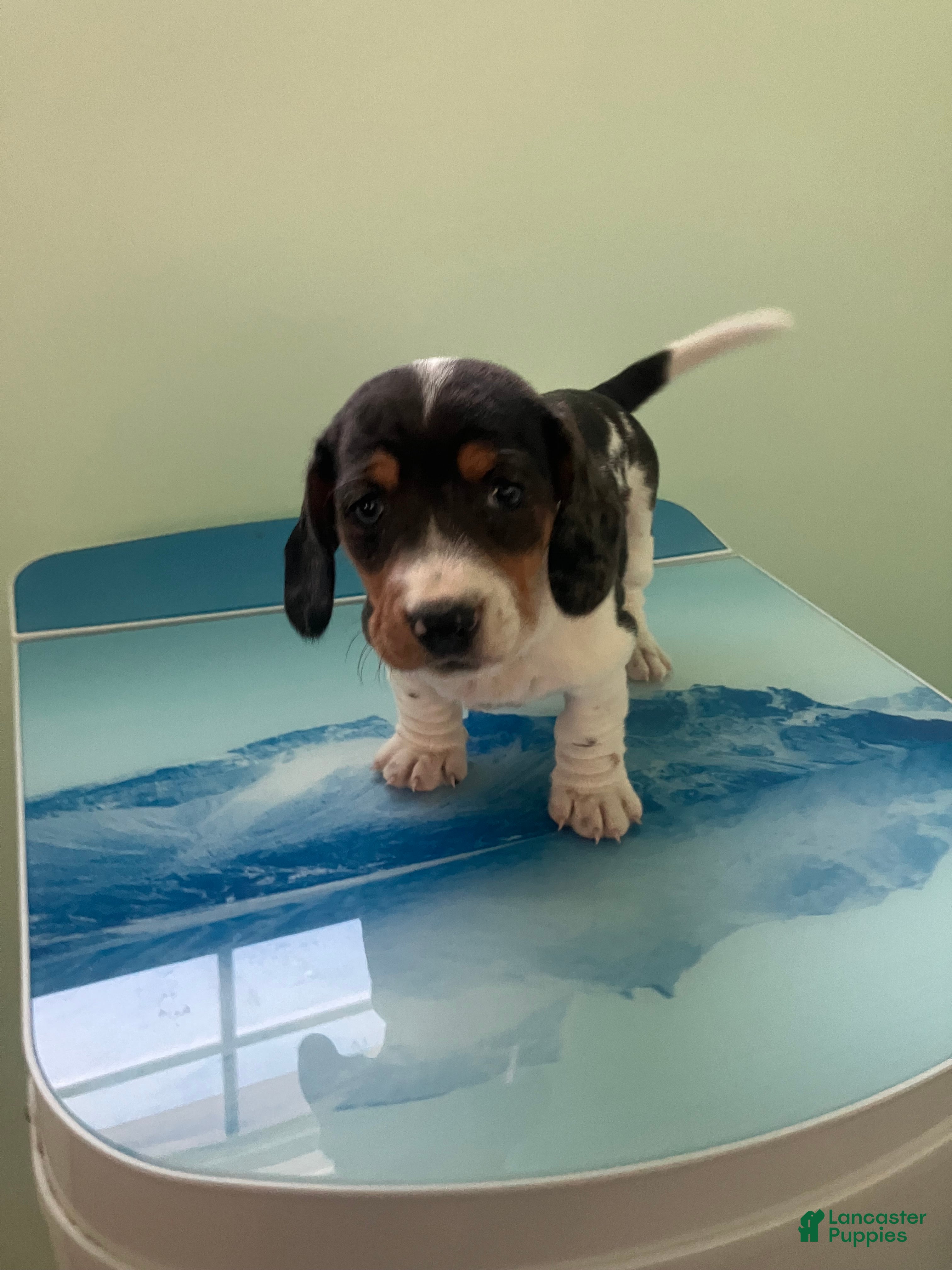 Miniature Dachshund dogs Akc Laura - Ad 5