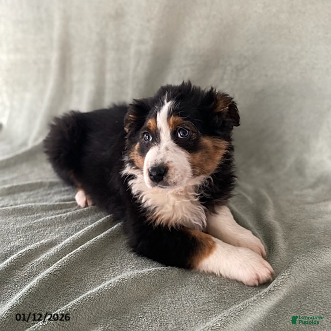 Australian Shepherd dogs for sale: Sweetie - Ad 1