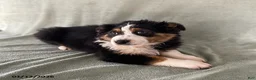 Australian Shepherd dogs for sale: Sweetie - Ad 1