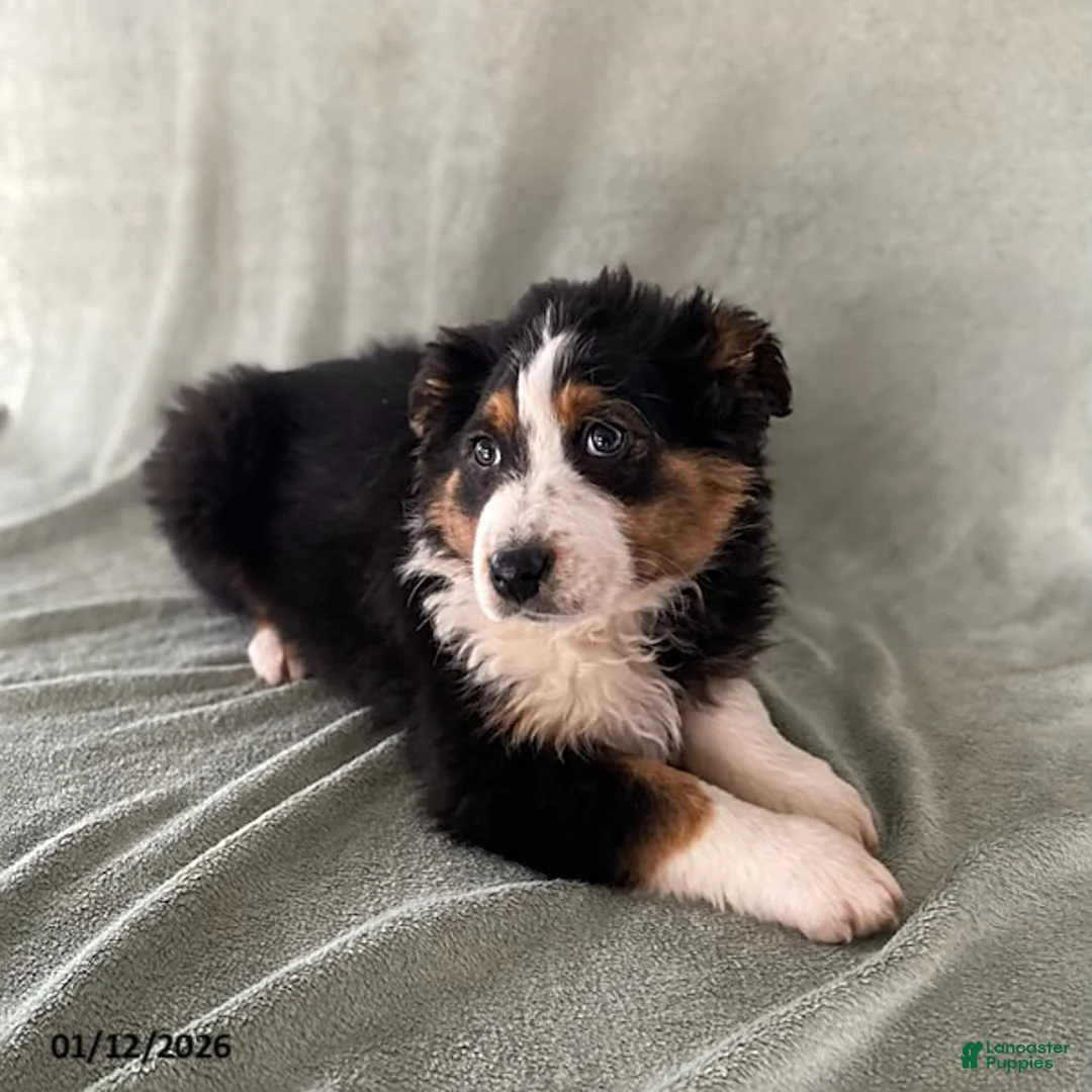 Australian Shepherd dogs for sale: Sweetie - Ad 1