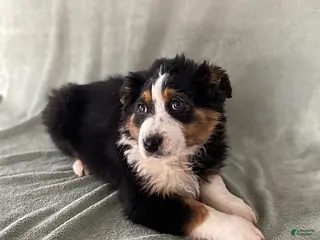 Australian Shepherd dogs Sweetie - Ad 33