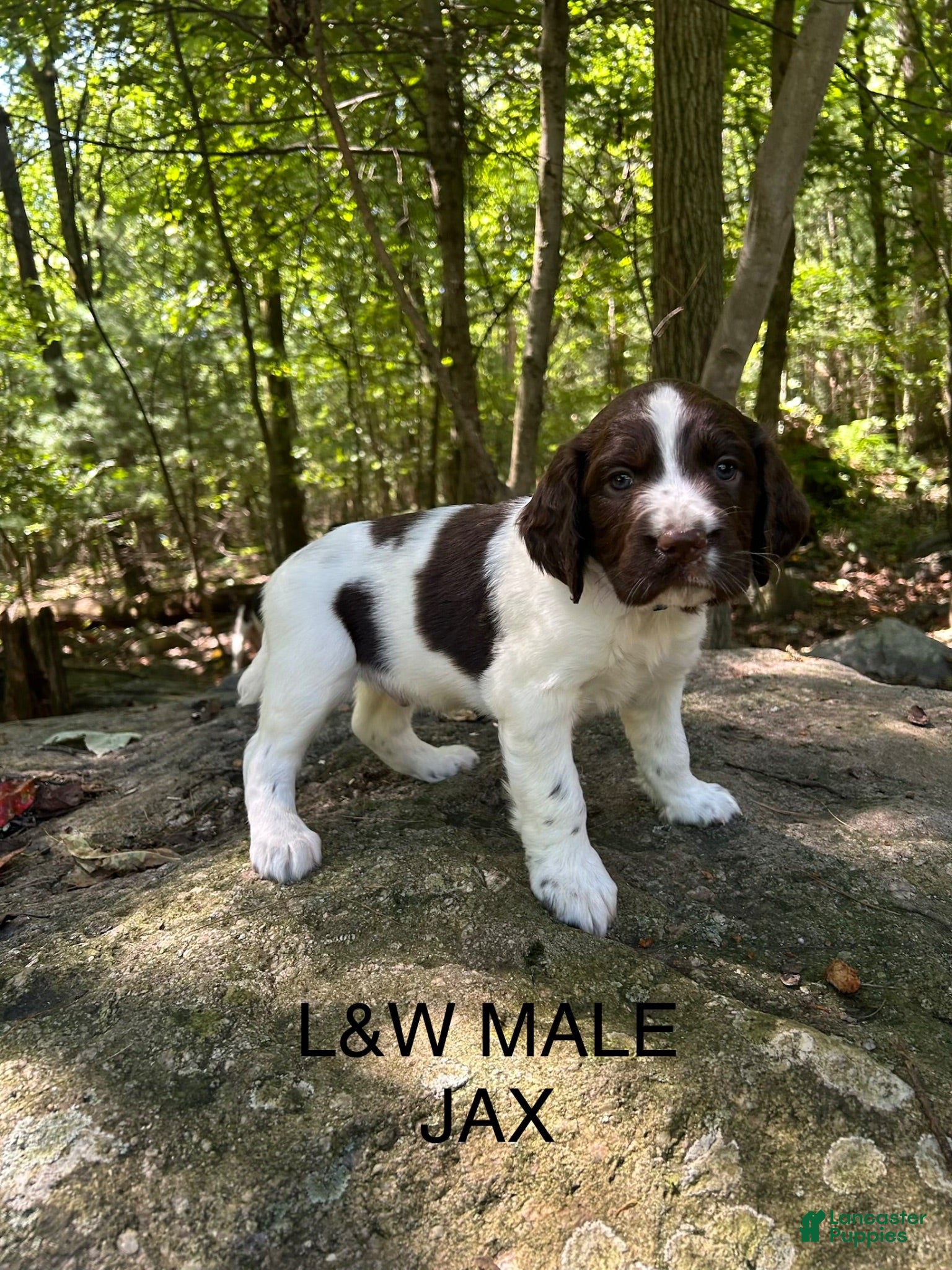 English Springer Spaniel dogs English Springer Spaniel 7 - Ad 1