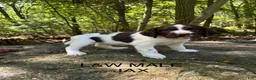 English Springer Spaniel dogs for sale: English Springer Spaniel 7 - Ad 3