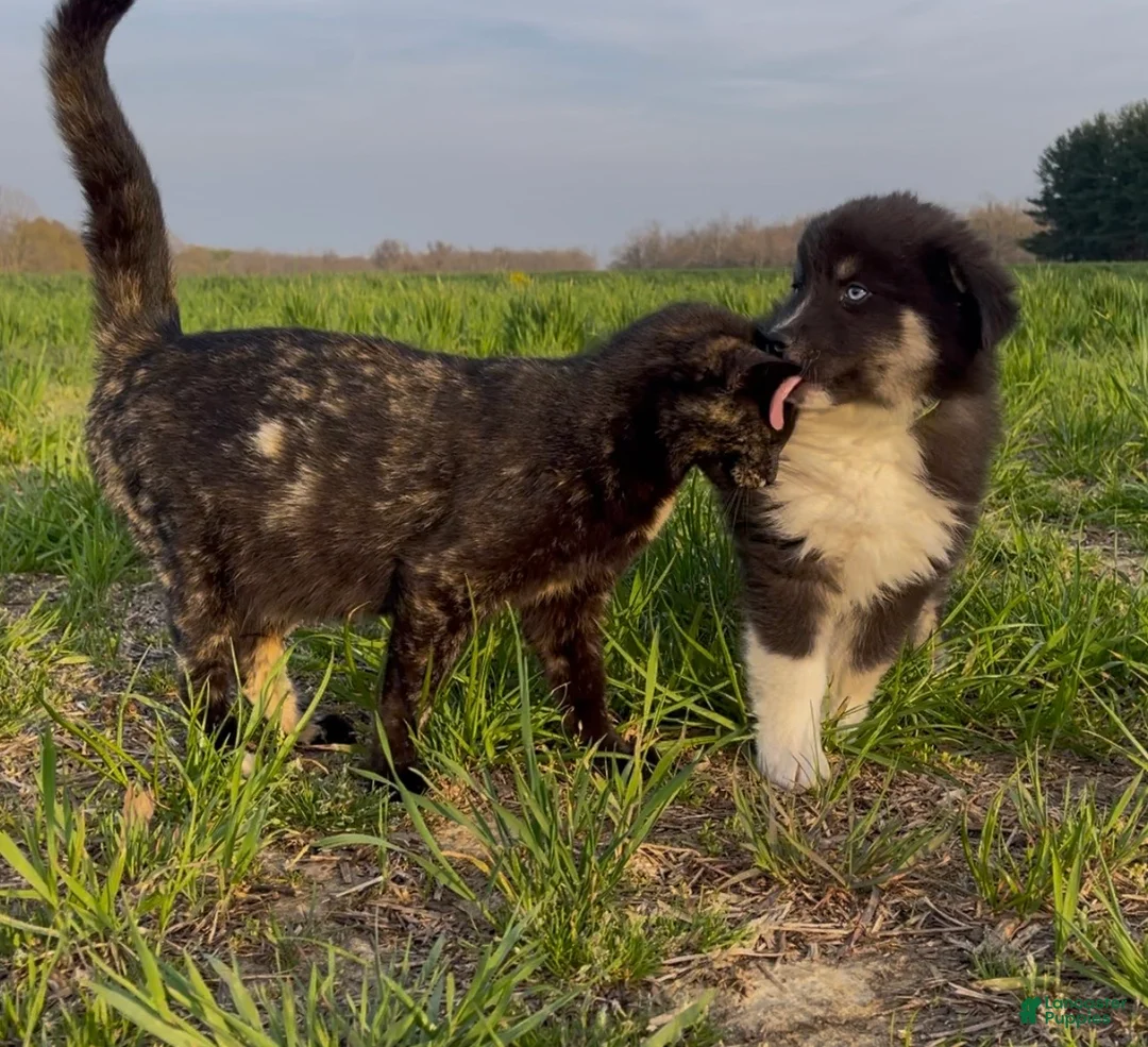 Pomsky dogs for sale: Jax (Green Collar) - Ad 2