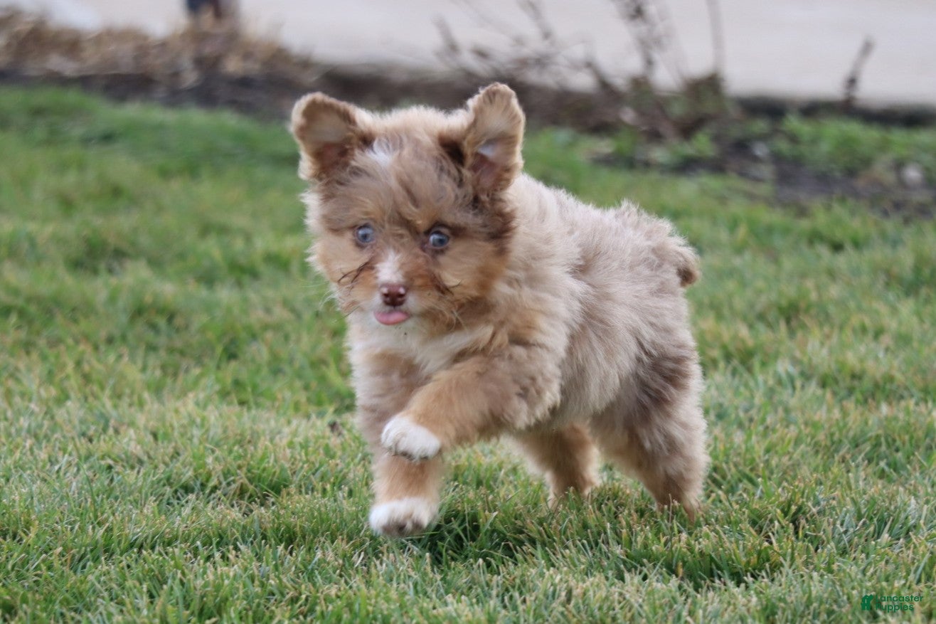 Mixed Breed dogs  dolly - Ad 36