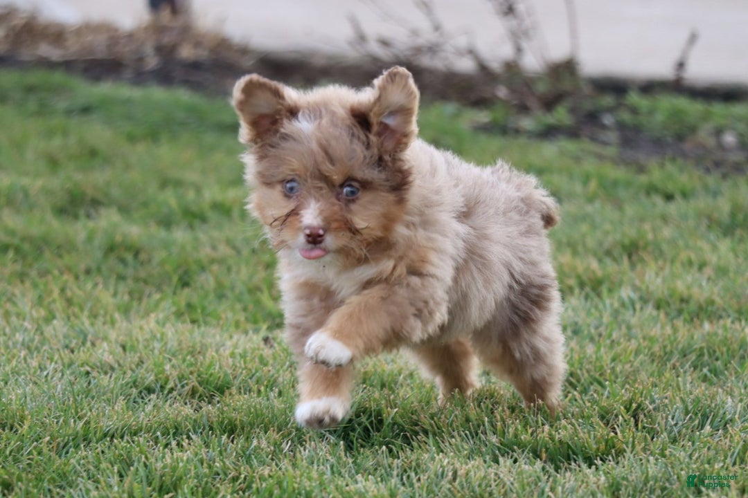 Mixed Breed dogs for sale:  dolly - Ad 1