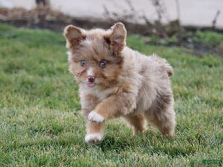 Mixed Breed dogs dolly - Ad 36