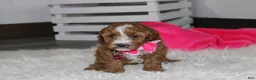 Cockapoo dogs for sale: Fiona  - Ad 2