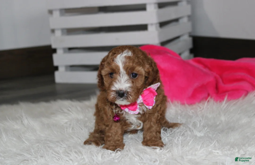 Cockapoo dogs for sale: Fiona  - Ad 2