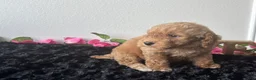 Mini Goldendoodle dogs for sale: Brody - Ad 9
