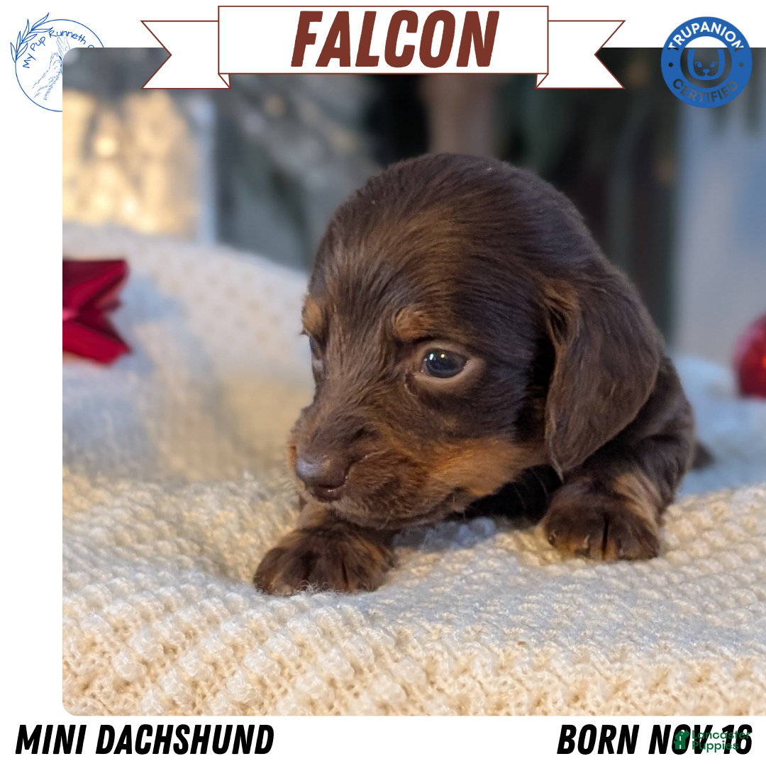 Miniature Dachshund dogs Falcon - Ad 3