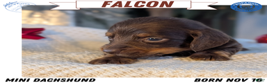 Falcon