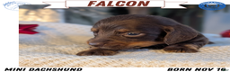 Miniature Dachshund dogs for sale: Falcon - Ad 1