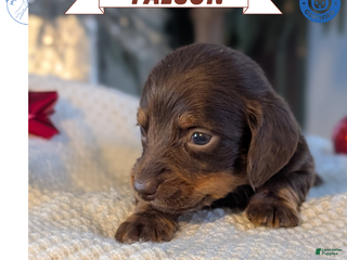 Miniature Dachshund dogs Falcon - Ad 3