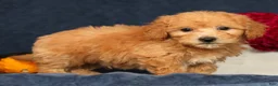 Bichpoo dogs for sale: Oscar - Ad 5