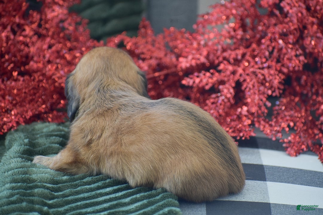 Miniature Dachshund dogs for sale: Arland - Ad 7