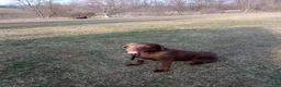 Sheprador dogs for sale: BIM - Ad 5