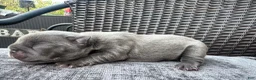 French Bulldog dogs for sale: French Bulldog 4 FEMALE - Ad 6