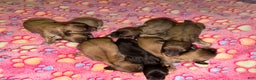 Miniature Dachshund dogs for sale: Cream - Ad 39