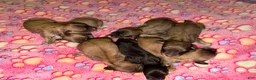 Miniature Dachshund dogs for sale: Cream boy - Ad 12