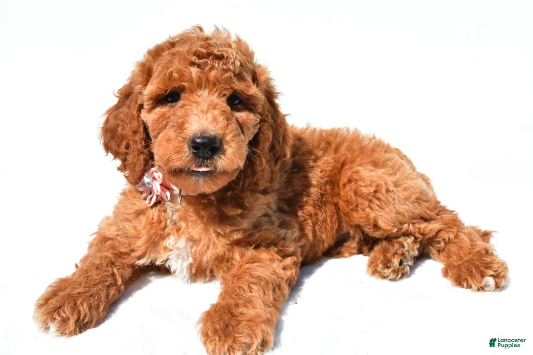 Standard Poodle dogs for sale: Arianna - Ad 1