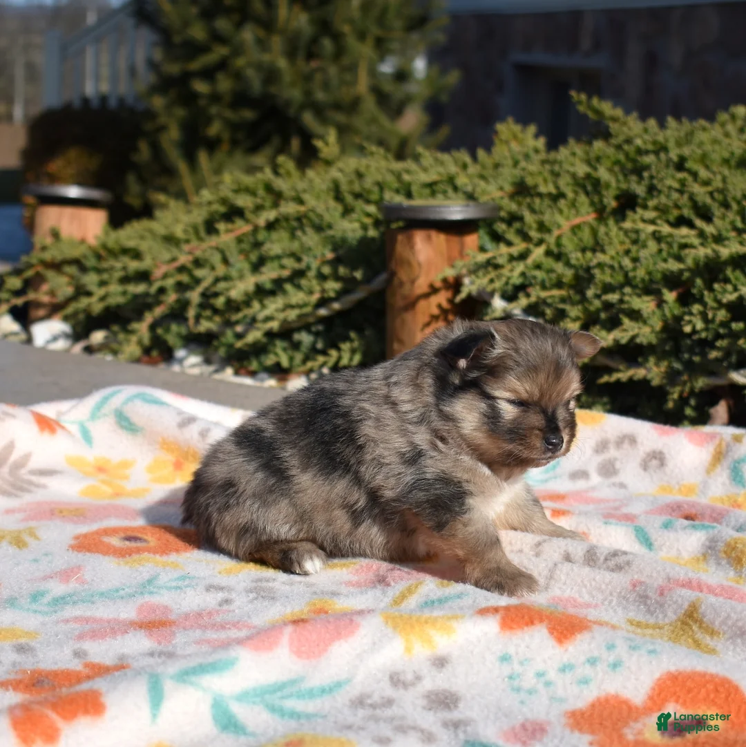 Pomeranian dogs for sale: Violet  - Ad 2