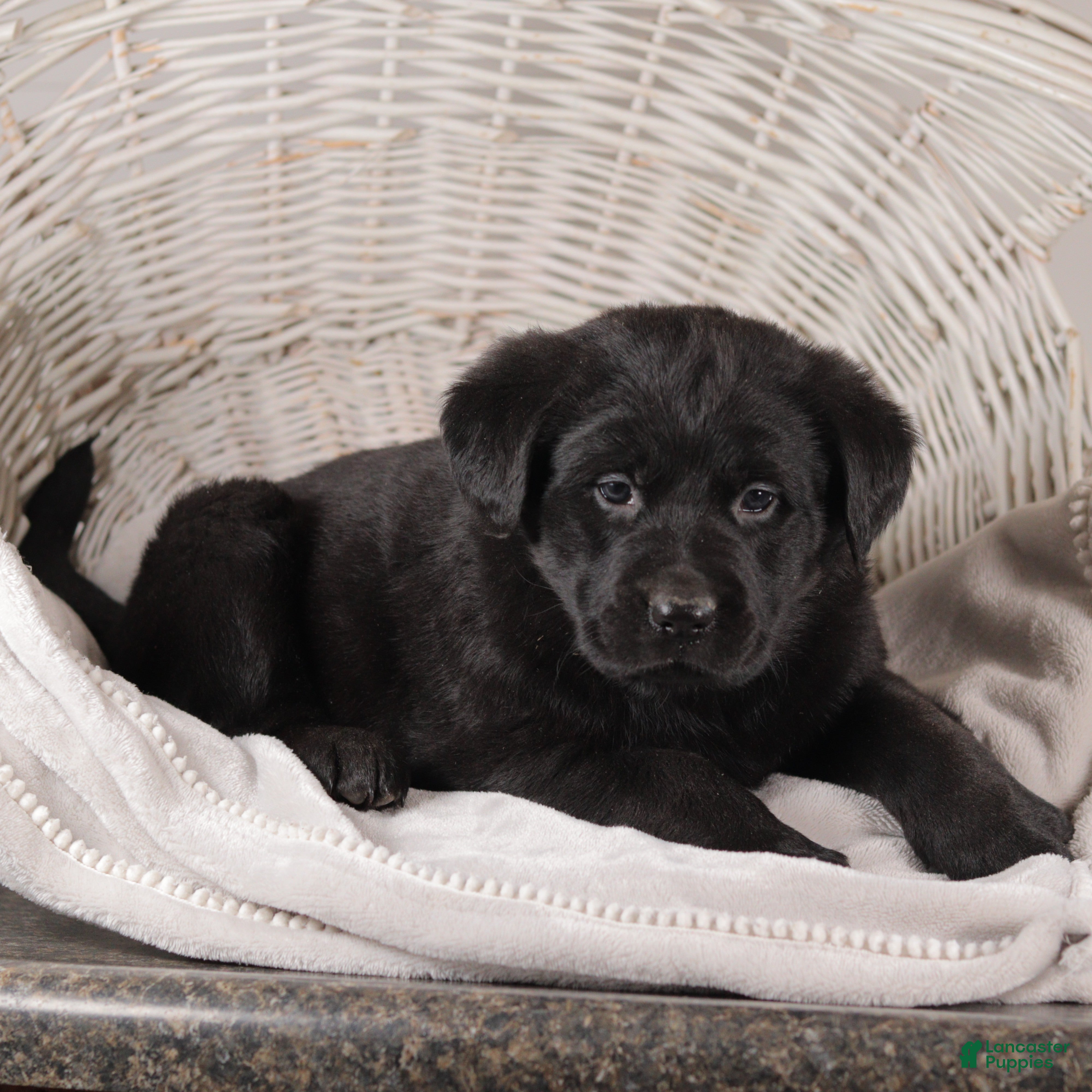 Mixed Breed dogs Charlotte - Ad 39