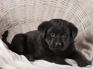 Mixed Breed dogs Charlotte - Ad 35