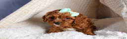 Cavapoo dogs for sale: GEORGE - Ad 7