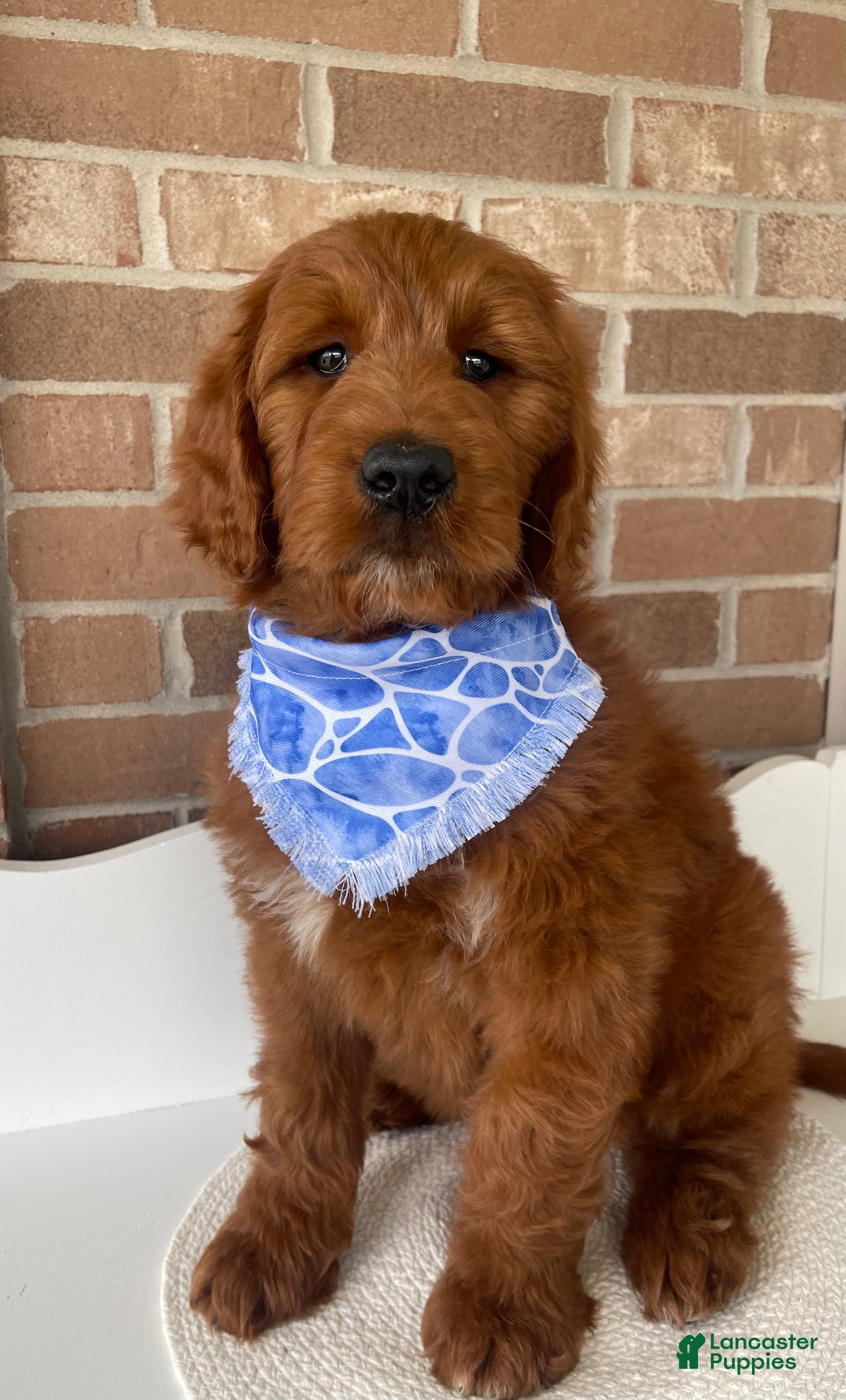 Goldendoodle dogs Kash - Ad 2