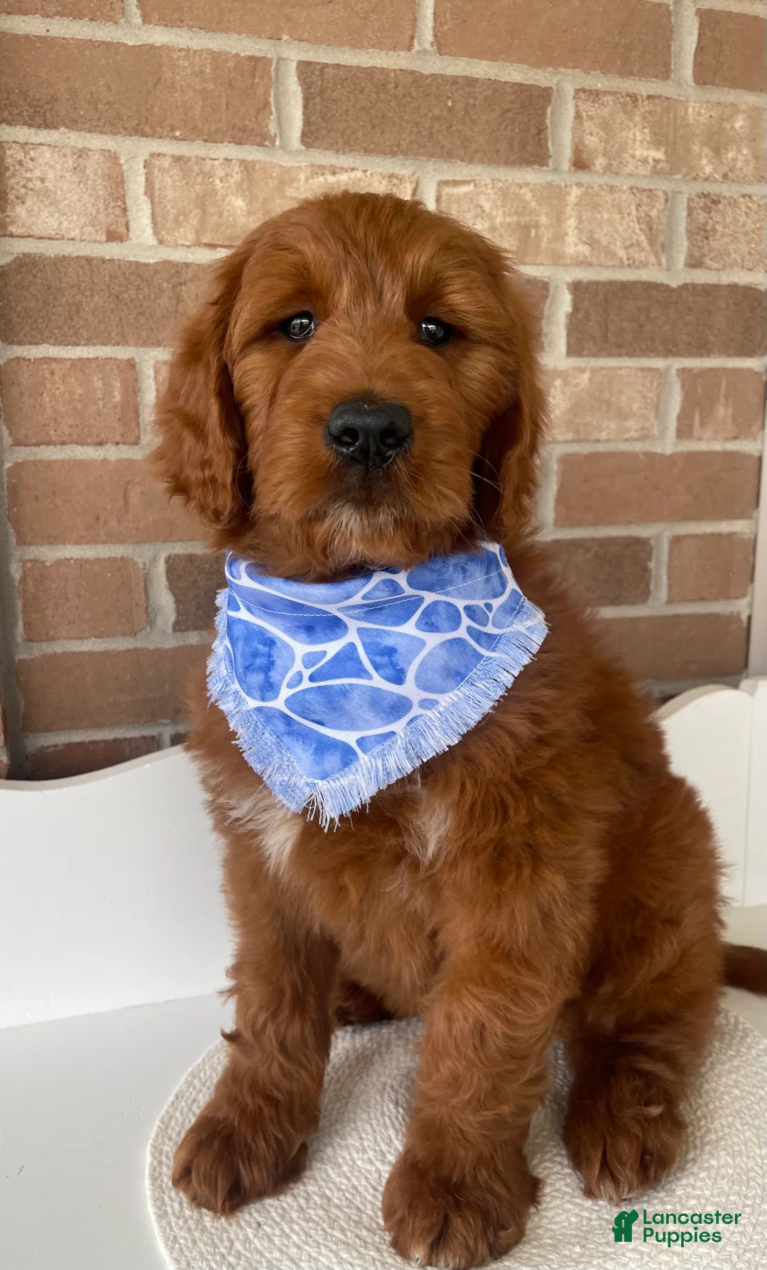Goldendoodle dogs for sale: Kash💙RESERVED 🐾 - Ad 2